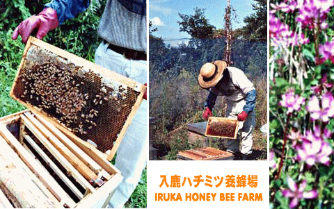 Y݂͂̓n`~c{I `IRUKA HONEY BEE FARM`